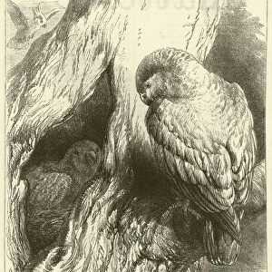 Parrots in England (engraving)