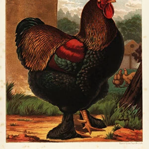 Partridge cochin cock, 1890 (chromolithograph)