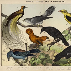 Awe-Inspiring Bird Prints: Cuckoo Roller