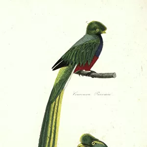 Trogons Poster Print Collection: Pavonine Quetzal