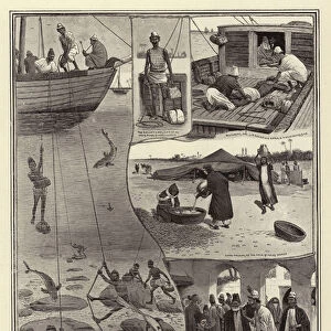Pearl Fishing in the Persian Gulf (engraving)