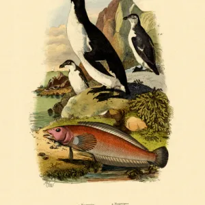 S Collection: Sandperch