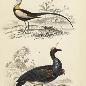 Jacanas Postcard Collection: Pheasant Tailed Jacana