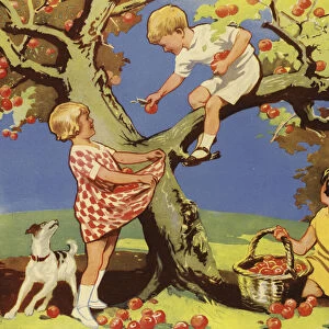 Picking apples (colour litho)