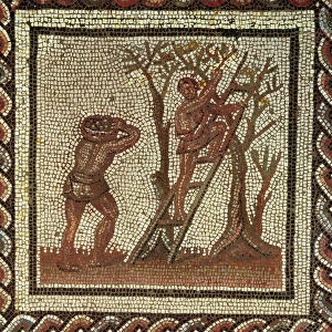 Picking Fruit, Roman Mosaic from Saint-Romain-en-Gal, France, AD 200-225
