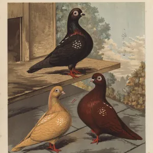 Pigeons Collection: Yellow Legged Pigeon