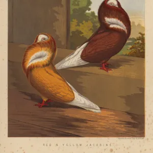 Pigeons Collection: Red Billed Pigeon