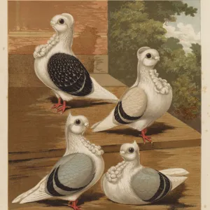 Awe-Inspiring Bird Prints: Pigeon