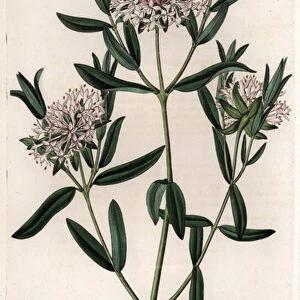 Pimelea sylvestris, native of Australia - Engraved by S. Watts, from an illustration by Sarah Anne Drake (1803-1857), from the Botanical Register of Sydenham Edwards (1768-1819), England, 1833 - Forest riceflower, Pimelea sylvestris - Engraving by S