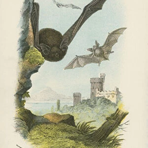 Vespertilionidae Collection: Northern Pipistrelle