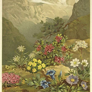 Plants of the Alpine Region, the North Limestone Alps (chromolitho)