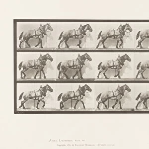 Plate 567. Hauling; Dark-Gray Belgian Horse Billy, 1885 (collotype on paper)