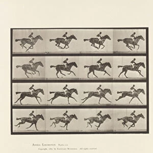 Plate 626. Gallop; Thoroughbred Bay Mare Annie G. 1885 (collotype on paper)