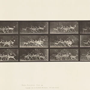 Plate 690. Fallow Deer; Buck and Group of Does; Various Movements