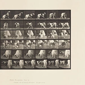 Plate 713. Dog; Turning Around, etc; Setter Kate, 1885 (collotype on paper)