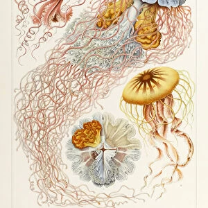 Plate 8 Desmonema Discomedusae from Kunstformen der Natur (Art Forms in Nature) illustrated by Ernst Haeckel (1834-1919)