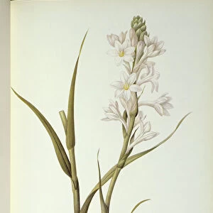 Polianthes Tuberosa, from Les Liliacees, 1806 (coloured engraving)