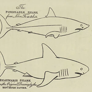 The Porbeagle Shark, Beaumaris Shark (engraving)
