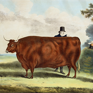 Portrait of Mr T. W. Coke Esq. and Clerk Hilliard Esq. with a North Devon Ox