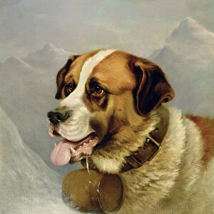 A Portrait of a St. Bernard in an Alpine Landscape (oil on canvas)