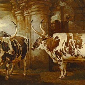 Portraits of two extraordinary oxen, the property of the Earl of Powis, 1814 (oil