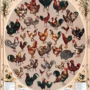 Poultry of the World Poster, 1868 (chromolithograph)