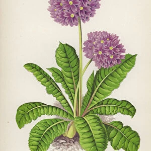Primula Pulcherrima (colour litho)