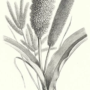 The three principal kinds of African millet (engraving)