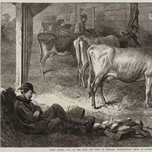 Prize Jersey Cows at the Bath and West of England Agricultural Show at Southampton (engraving)