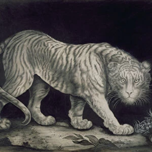 A Prowling Tiger (pencil on paper)