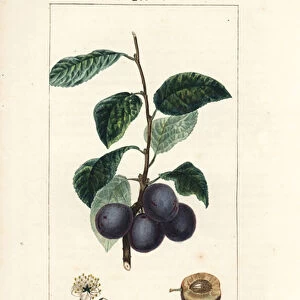 Prune - Plum or plum tree, Prunus domestica, with fruit, leaf, blossom, branch and ripe fruit in section. Handcoloured stipple copperplate engraving by Lambert Junior from a drawing by Pierre Jean-Francois Turpin from Chaumeton