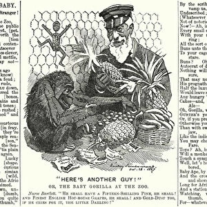 Punch cartoon: Abraham Dee Bartlett, superintendent of London Zoo, and a baby gorilla (engraving)