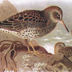 Purple Sandpiper, from Birds of the British Isles and Their Eggs published by Frederick