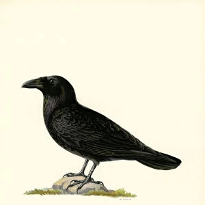 Raven (colour litho)