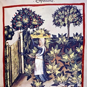 The recovery of spinach. Illumination from the milking of medicine and dietetics "