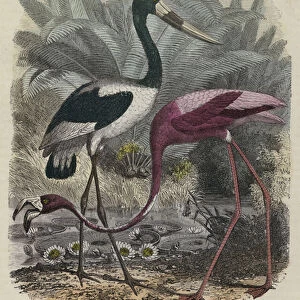 The Red Flamingo and the Jabiru (coloured engraving)