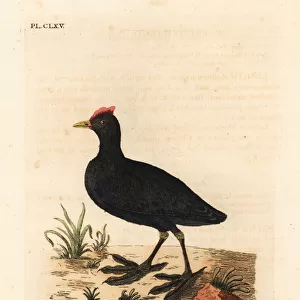 Red Knobbed Coot