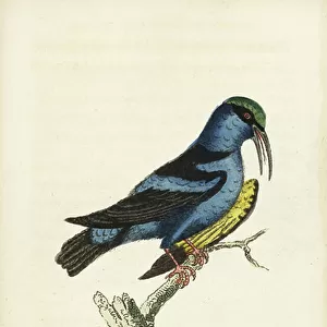 Tanagers Postcard Collection: Red Legged Honeycreeper