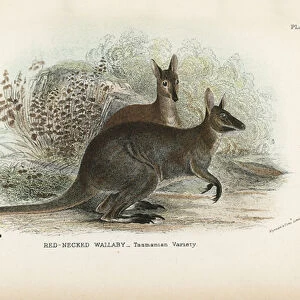 Red-Necked Wallaby_Tasmanian Variety