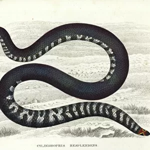 Pipe Snake Framed Print Collection: Red-Tailed Pipe Snake