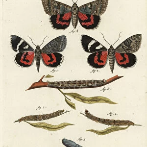 Red underwing moth, Catocala nupta. Handcoloured copperplate engraving by Johann Carl Bock after Eugenius Johann Christoph Espers Die Schmetterlinge in Abbildungen nach der Natur, Erlangen, 1786