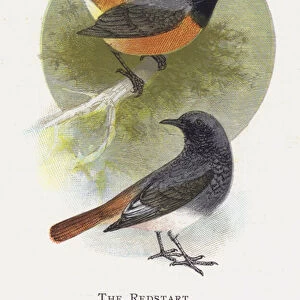 The Redstart, The Black Redstart (chromolitho)