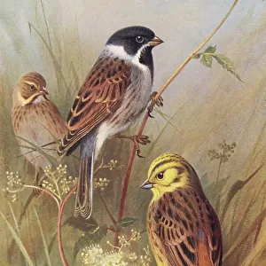 Bunting And American Sparrows Glass Place Mat Collection: Reed Bunting