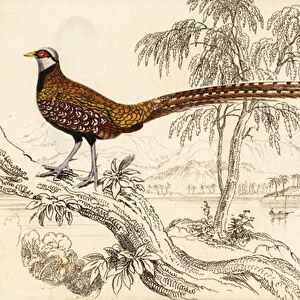 Reevess pheasant, Syrmaticus reevesii