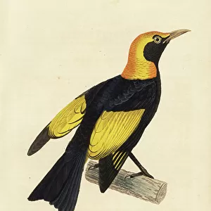Bowerbirds Cushion Collection: Regent Bowerbird