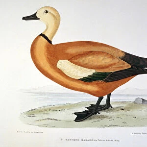 Representation of a duck tadorne kasarka Planche by H. Blanchere, 19th century. Gien. Hunting Museum