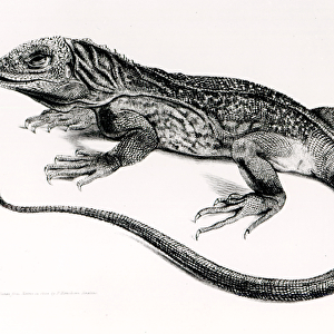 Reptile, illustration from The Zoology of the Voyage of H. M.s Beagle, 1832-36