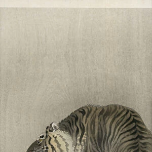 Roaring tiger and crescent moon, 1910 (colour woodblock print)