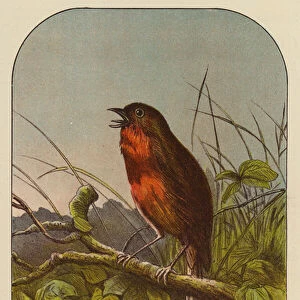 Robin Redbreast (colour litho)