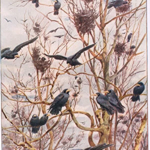 The Rookery, illustration from Country Ways and Country Days (colour litho)